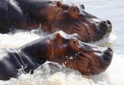 Ein Paradies fr Tiere - Afrikas wildes Herz (The Great Rift)